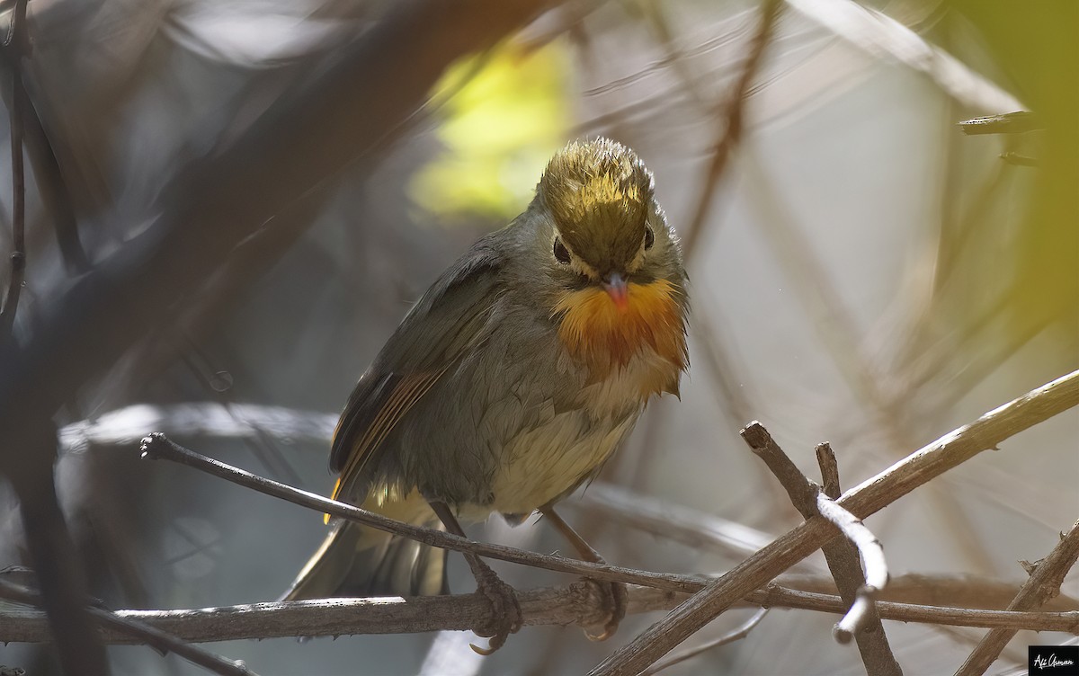 Red-billed Leiothrix - ML407276031