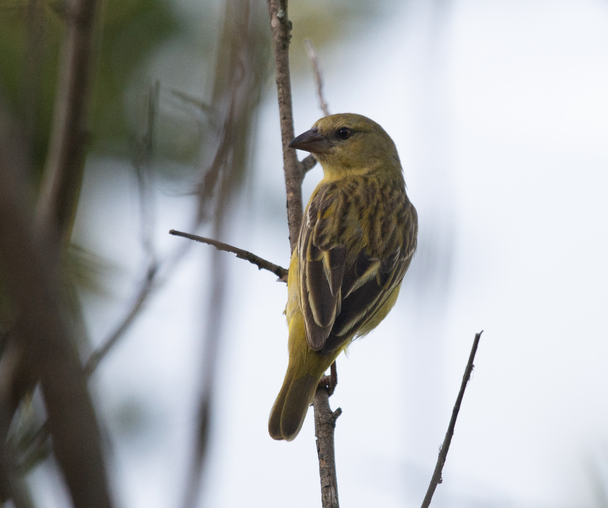 Southern Masked-Weaver - Juan van den Heever