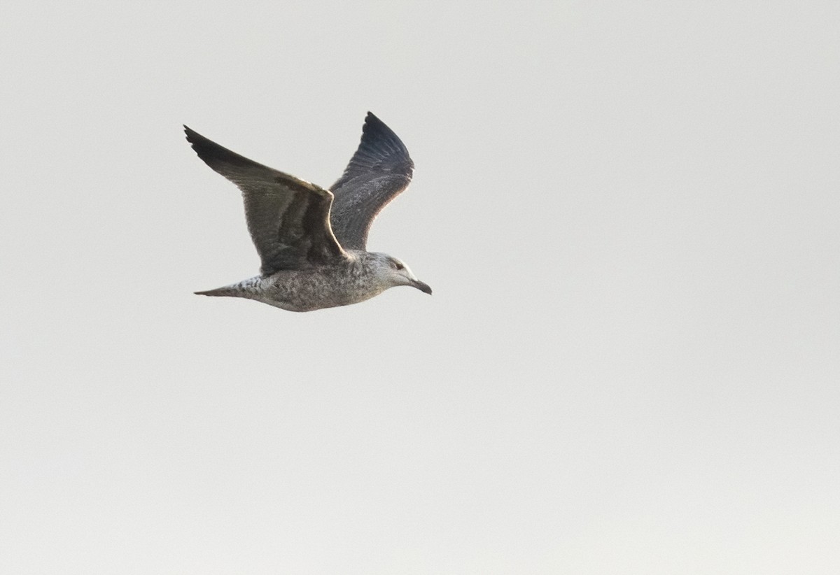 Goéland brun (graellsii) - ML407280761