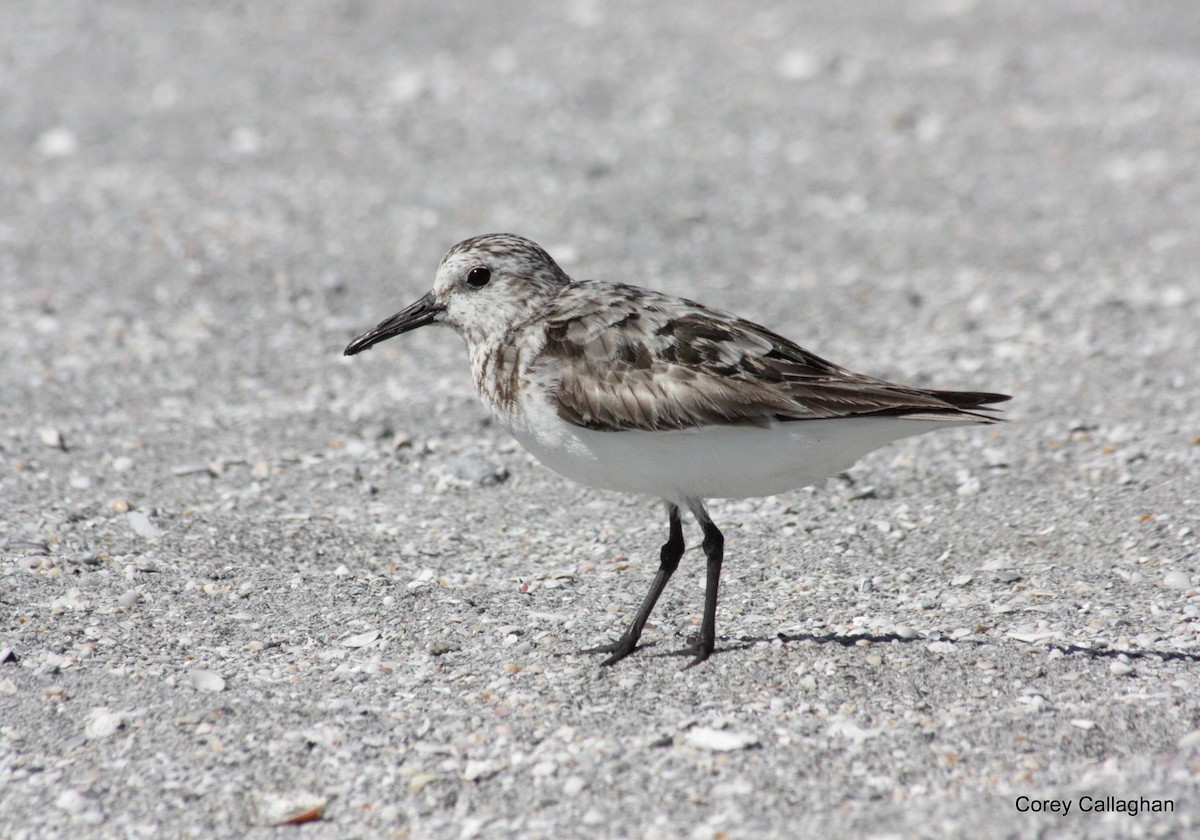 Sanderling - ML40728091