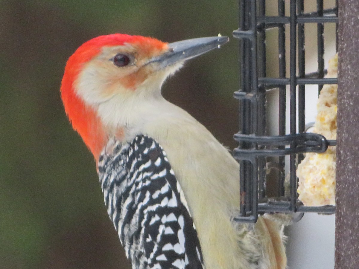 Carpintero de Carolina - ML407280911