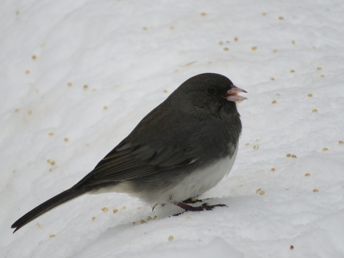 Junco Ojioscuro - ML407281081