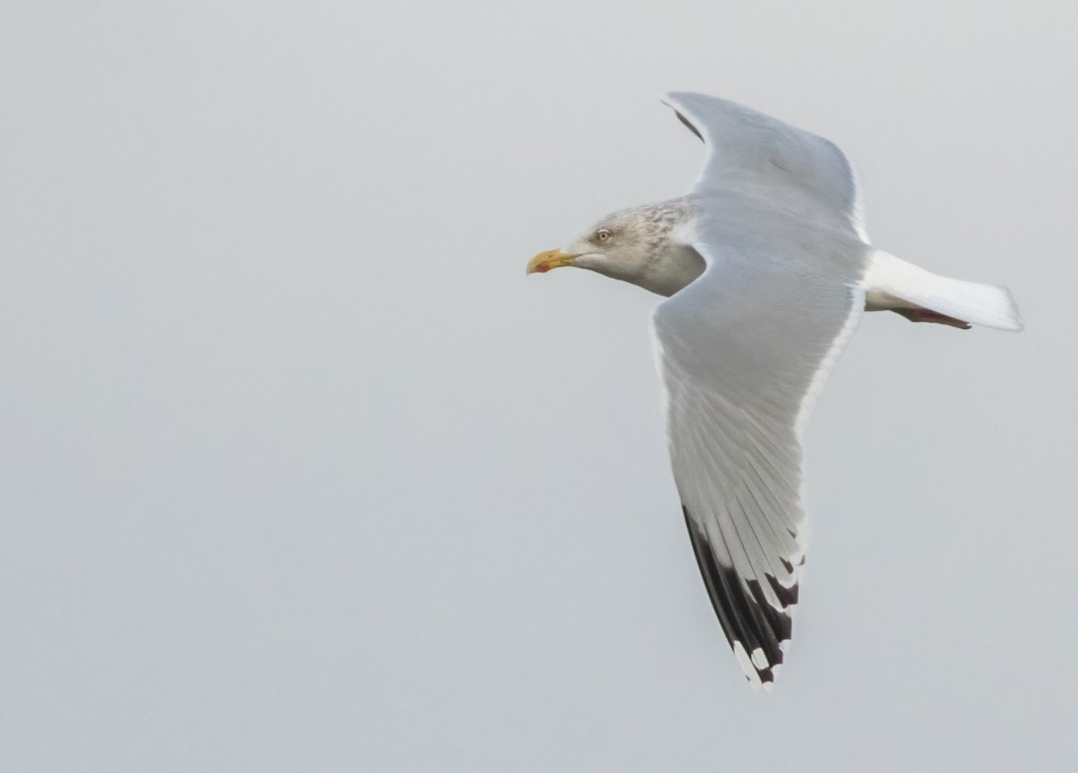 Goéland argenté (argentatus/argenteus) - ML407281141