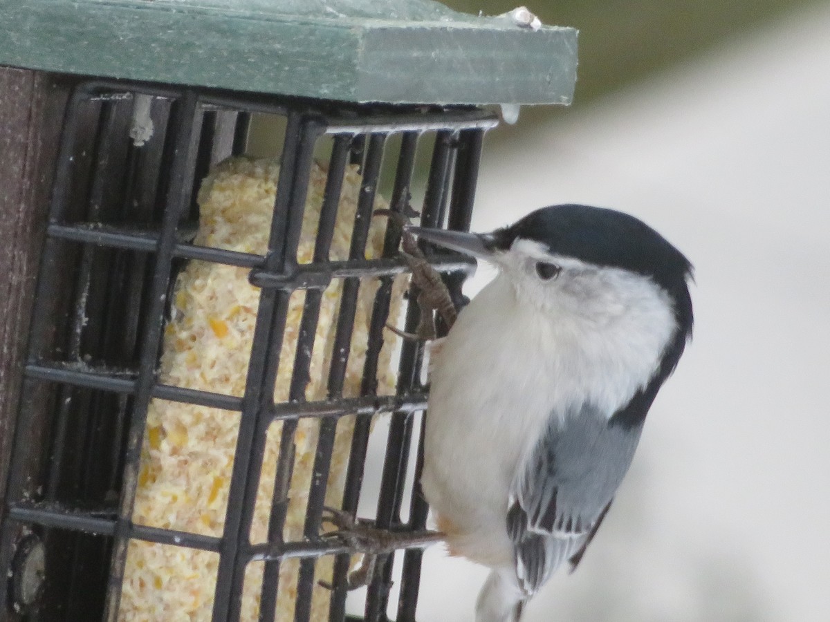Trepador Pechiblanco - ML407281271
