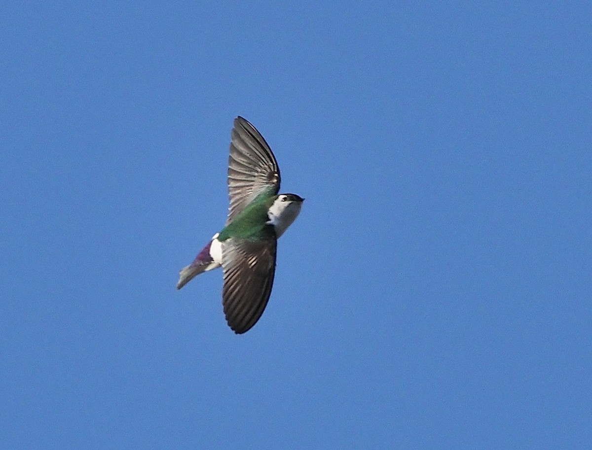 Violet-green Swallow - Aidan Brubaker