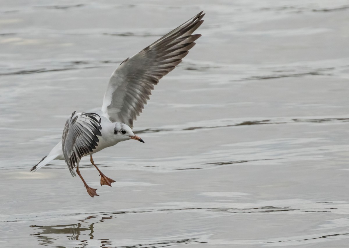 Mouette rieuse - ML407281431