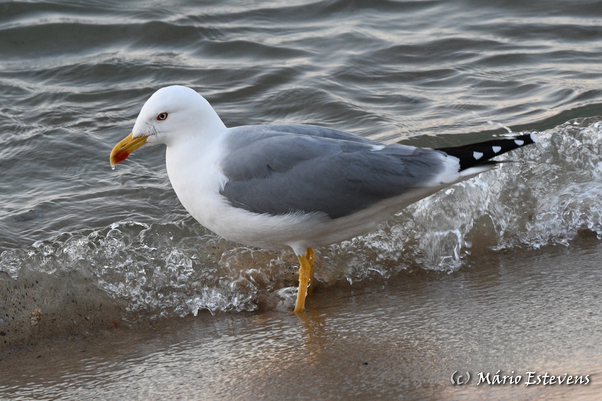 Yellow-legged Gull - ML407281861