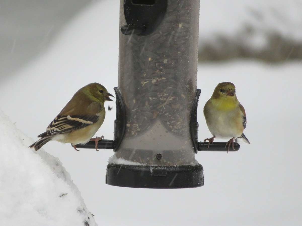 Jilguero Yanqui - ML407282011