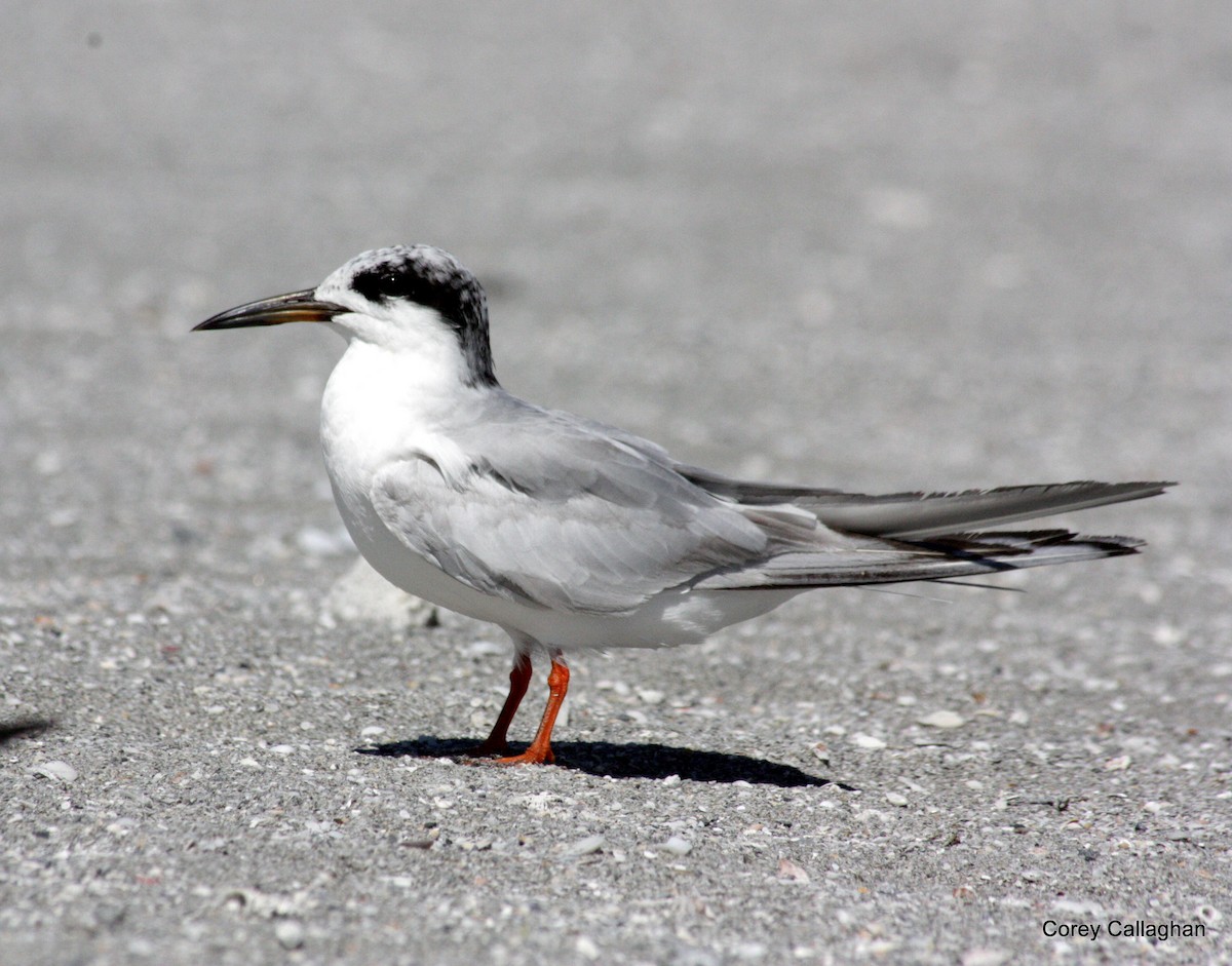 Forster's Tern - ML40728251