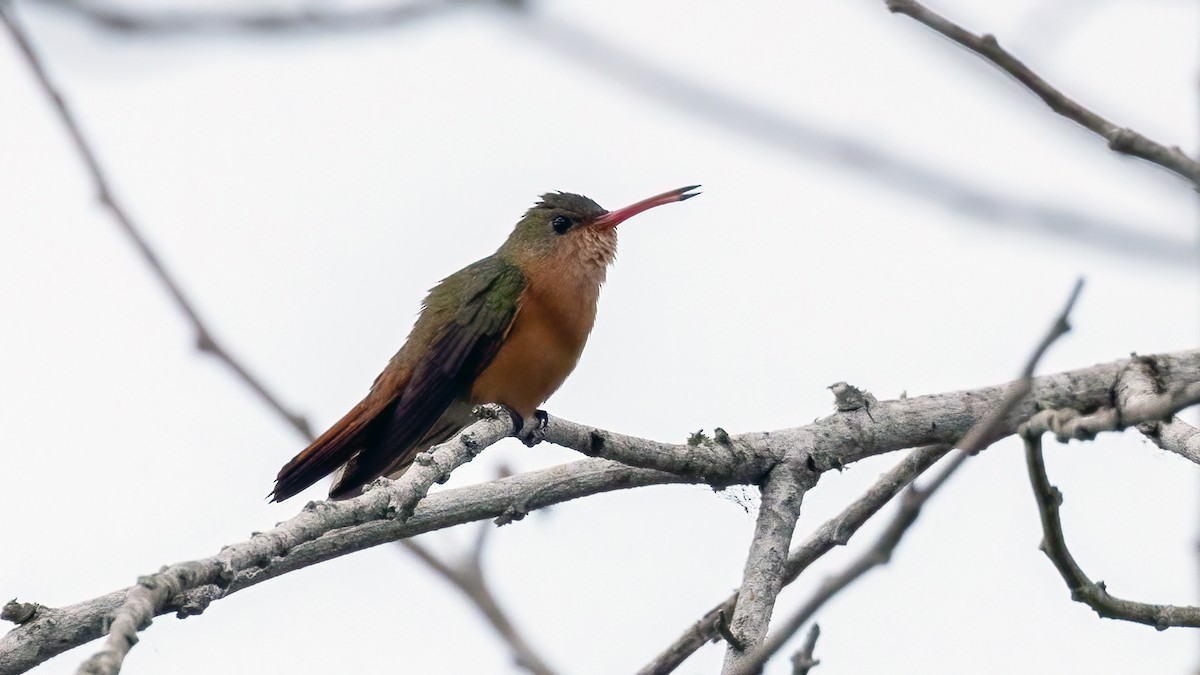 kolibřík ryšavý - ML407282811
