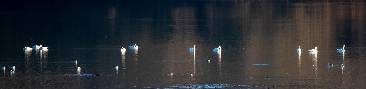 Cygne siffleur - ML407285721