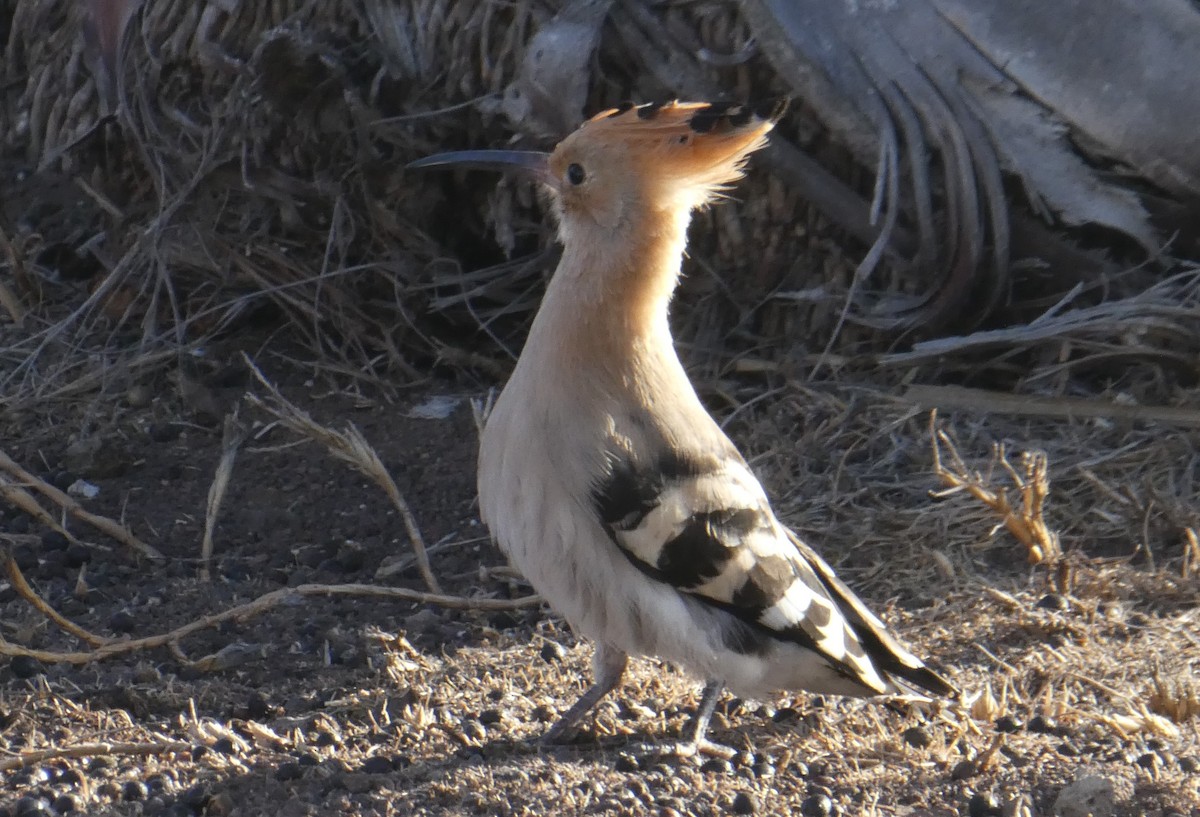 Eurasian Hoopoe - ML407285791