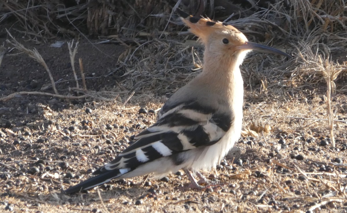 Eurasian Hoopoe - ML407285861