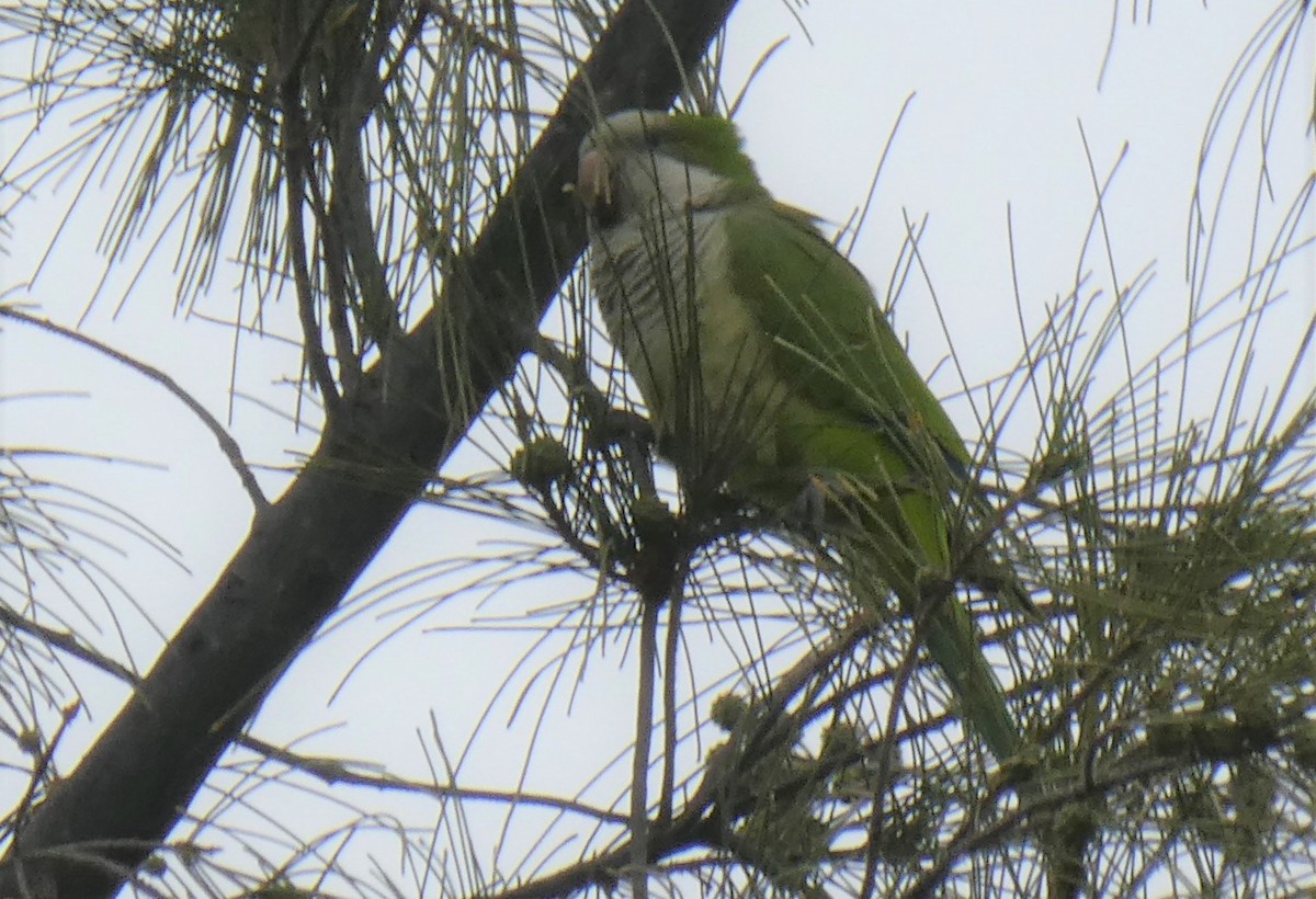 Monk Parakeet - ML407286291