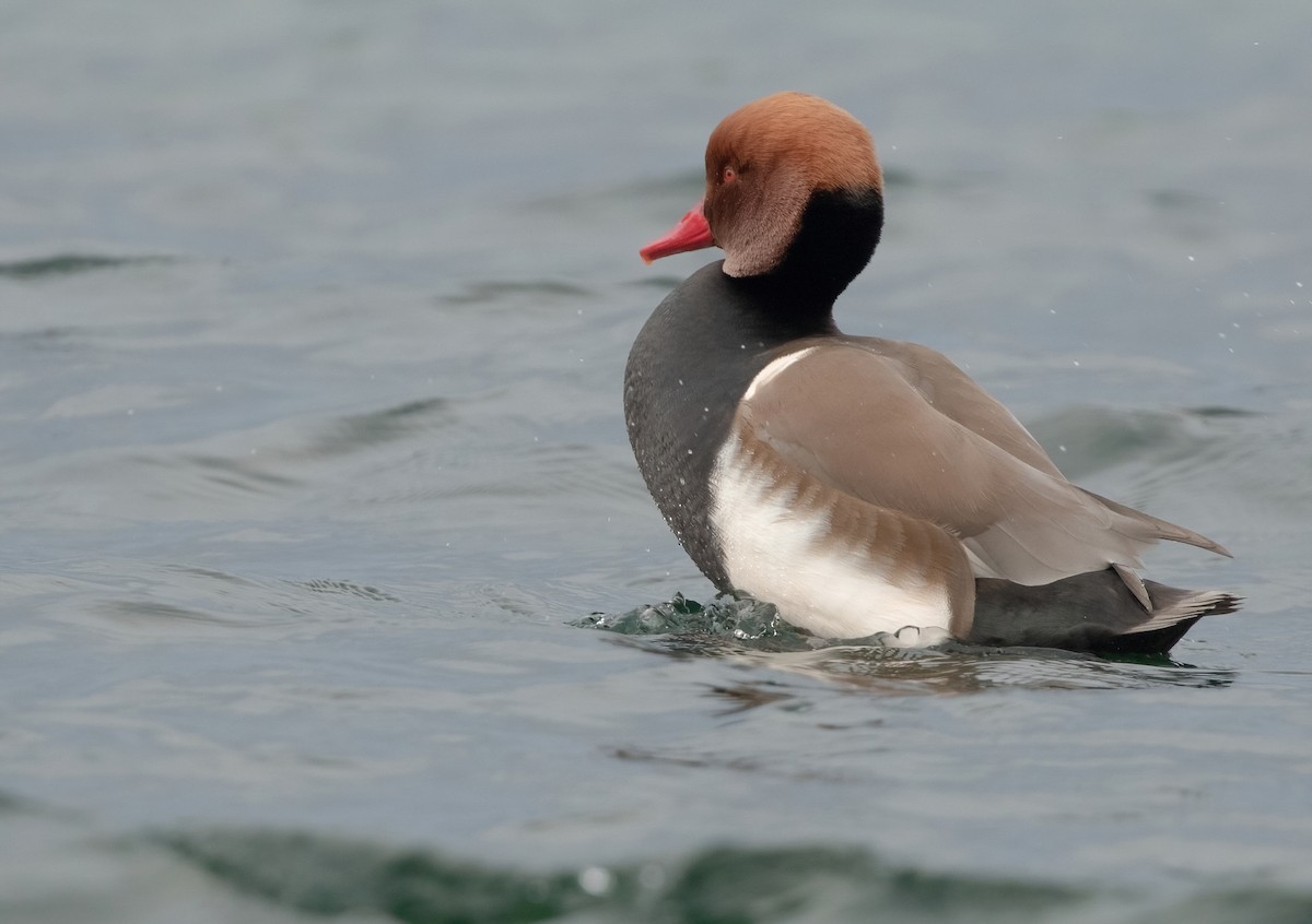 Red-crested Pochard - ML407287601