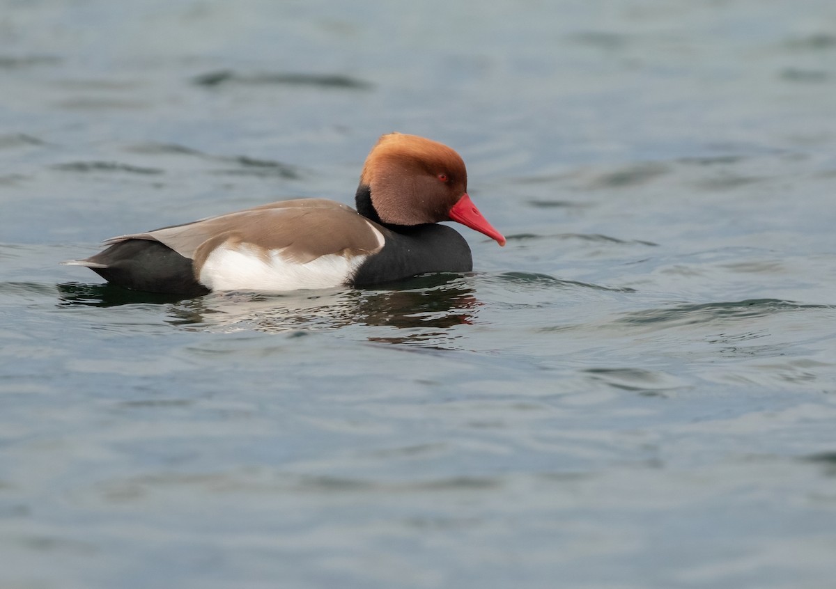 Red-crested Pochard - ML407287641