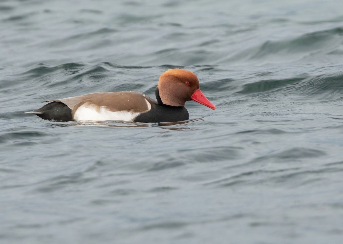 Red-crested Pochard - ML407287751