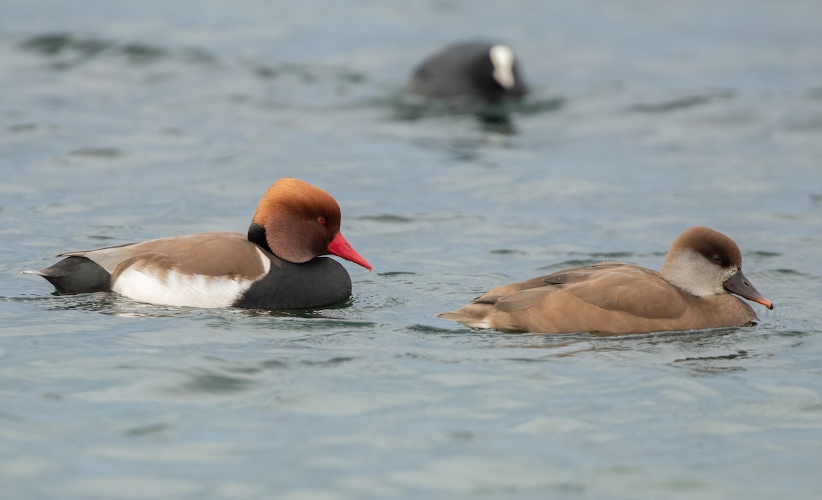 Red-crested Pochard - ML407287811