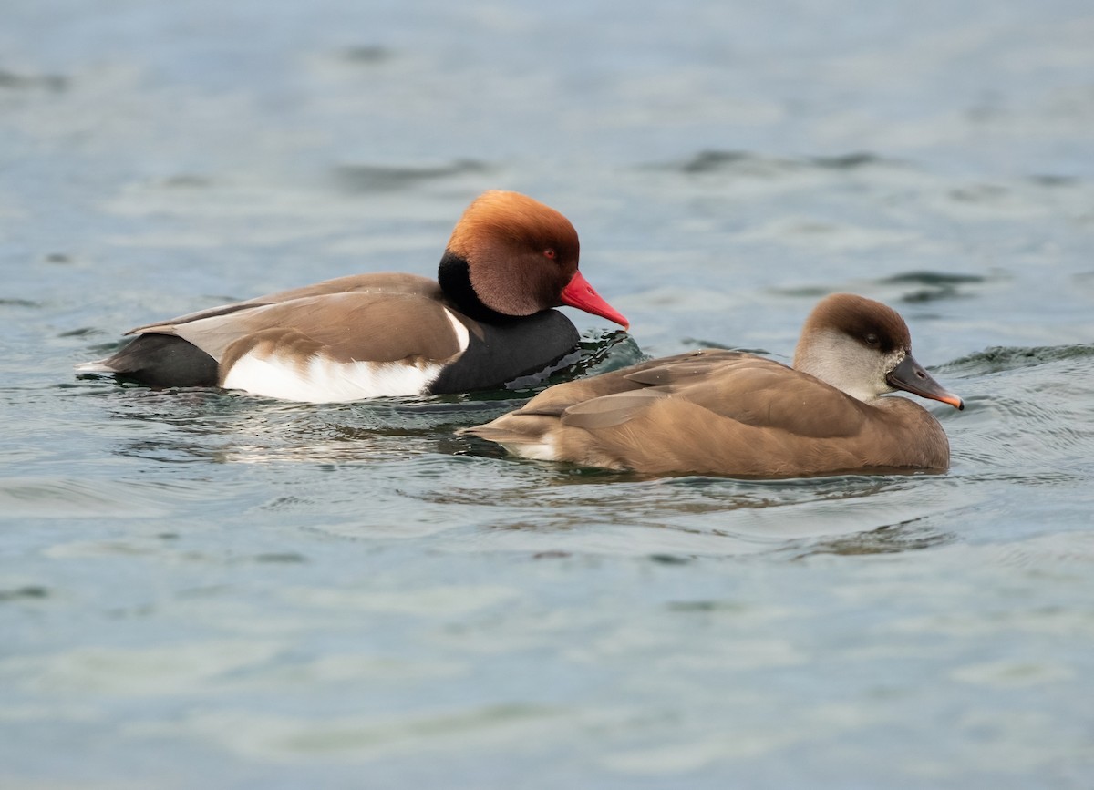 Red-crested Pochard - Joachim Bertrands