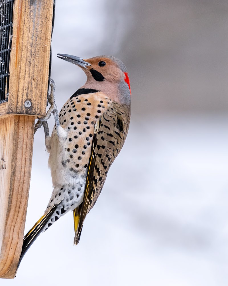 Northern Flicker - ML407288481