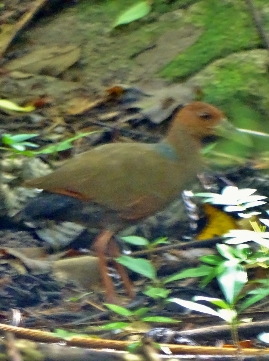 Rufous-necked Wood-Rail - ML40729001