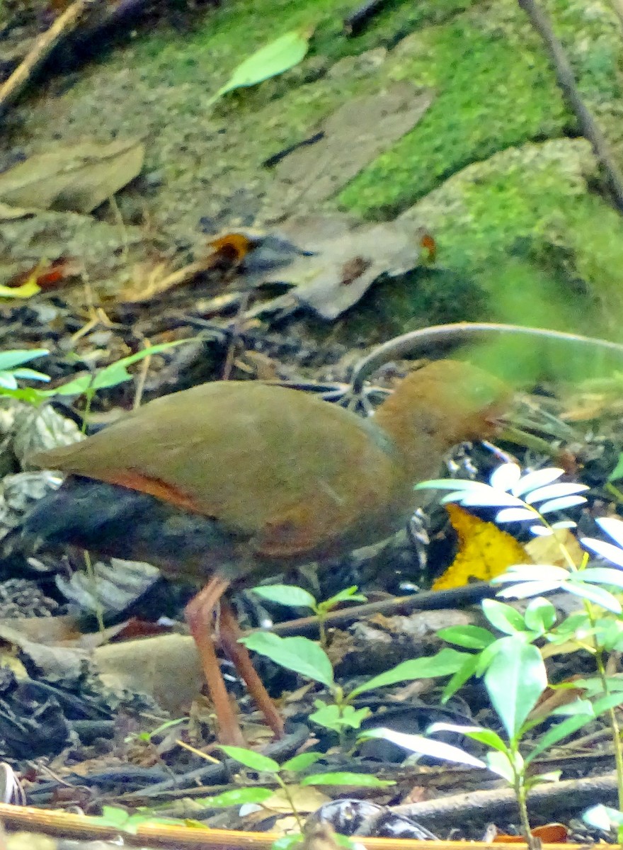 Rufous-necked Wood-Rail - ML40729011