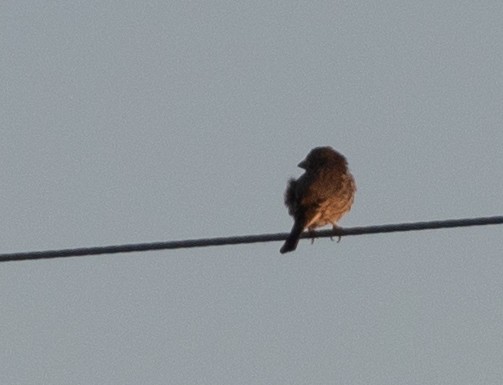House Finch - ML407290231