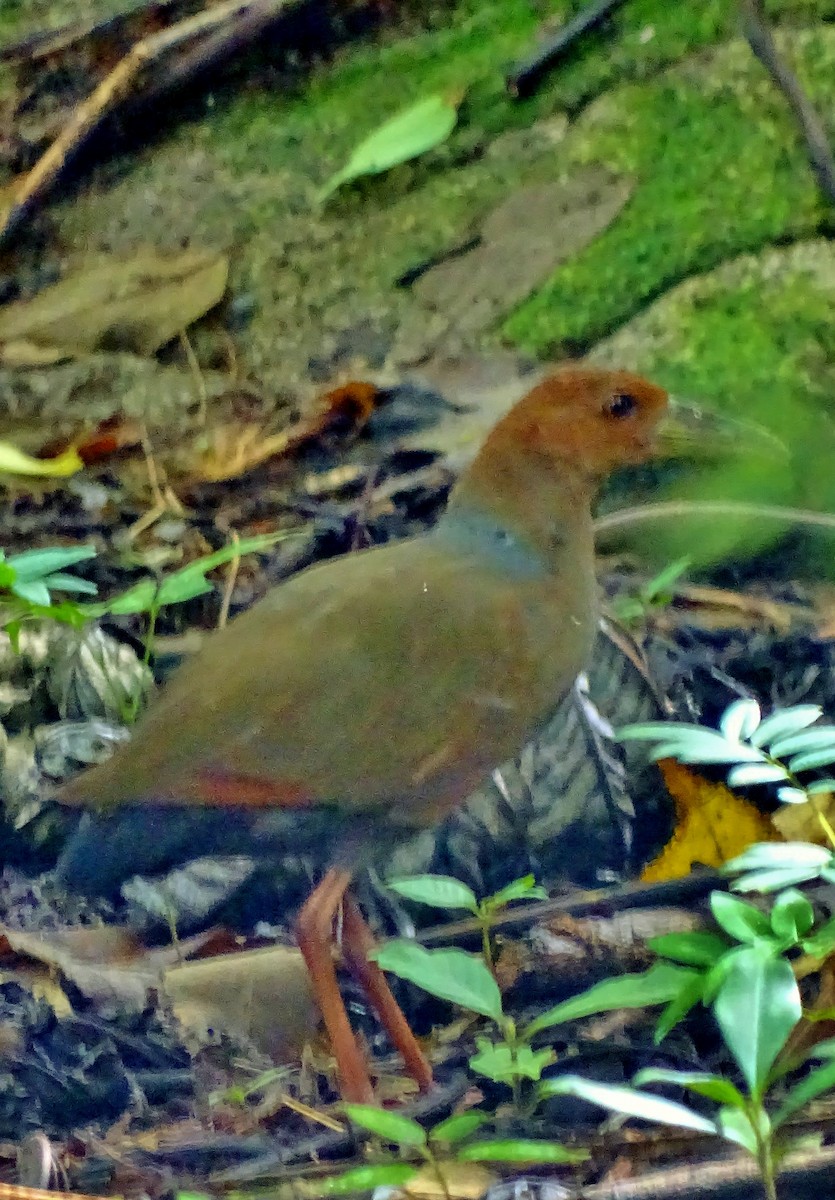 Rufous-necked Wood-Rail - Alfonso Auerbach