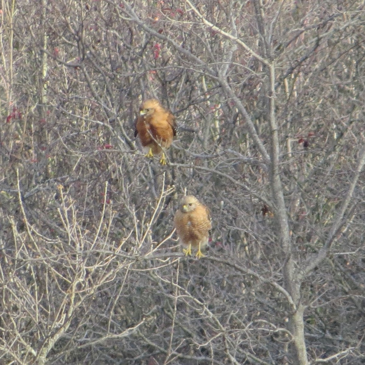 Red-shouldered Hawk - ML407290861