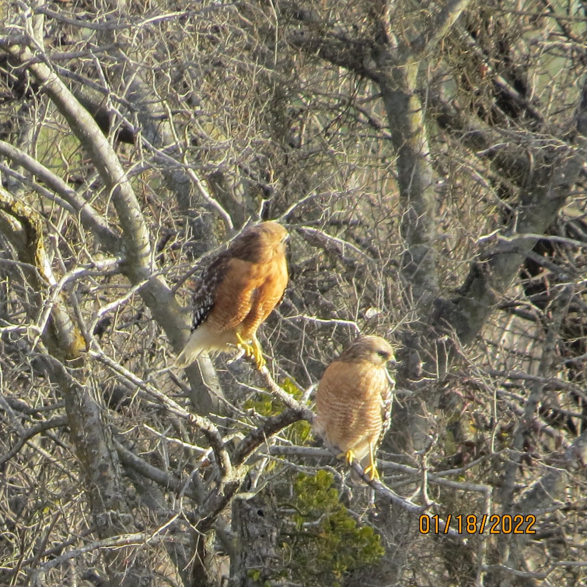 Red-shouldered Hawk - JOHN KIRK