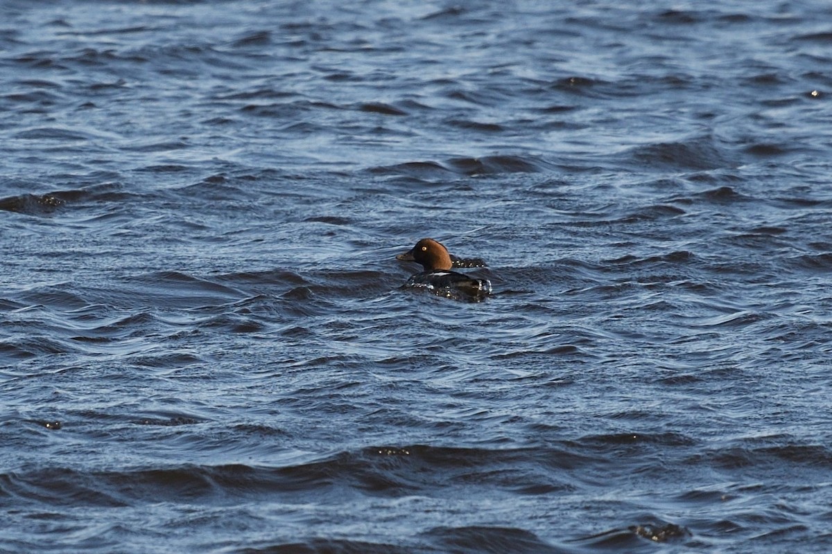 Common Goldeneye - ML407291741