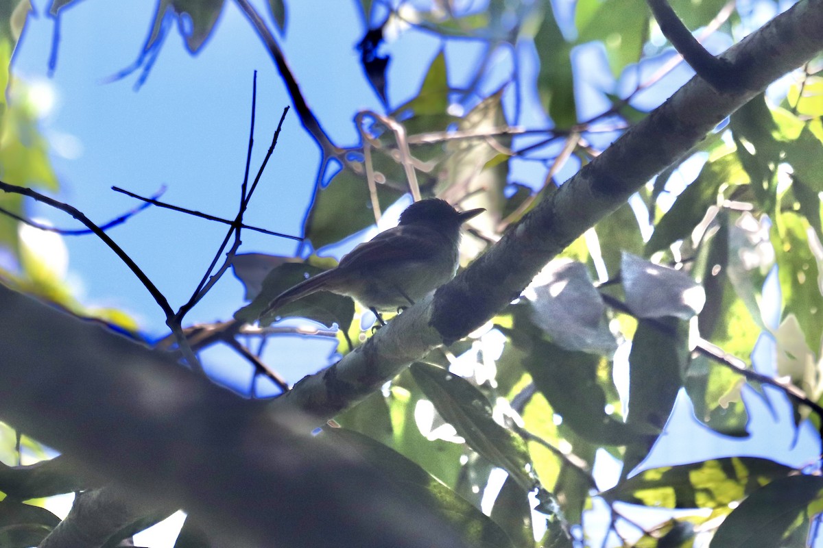 Jamaican Pewee - Oliver Kew