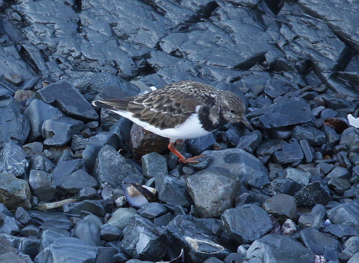 Ruddy Turnstone - ML407293991