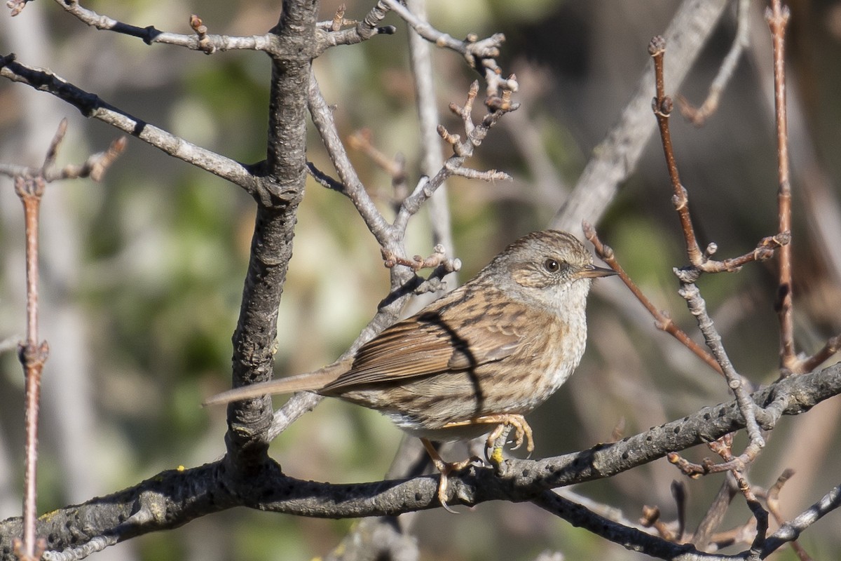 Dunnock - ML407296031