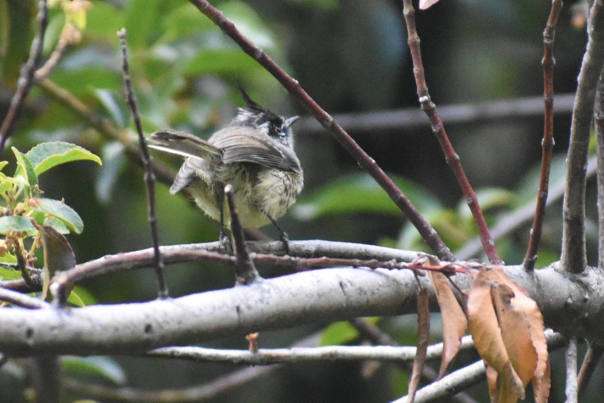 Tufted Tit-Tyrant - Gonzalo Rodriguez