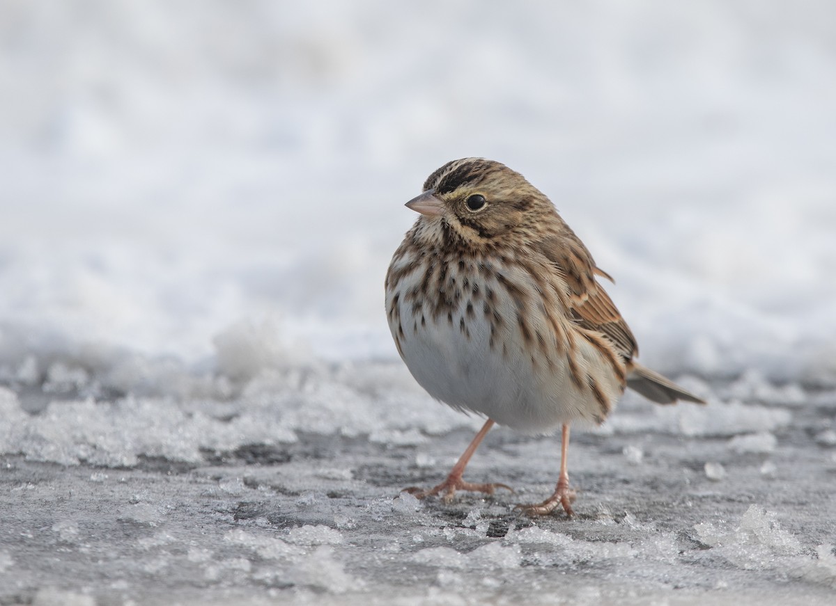 Savannah Sparrow - Joel Strong