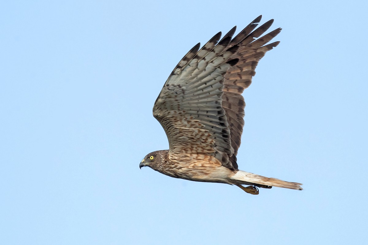 Swamp Harrier - ML407299861