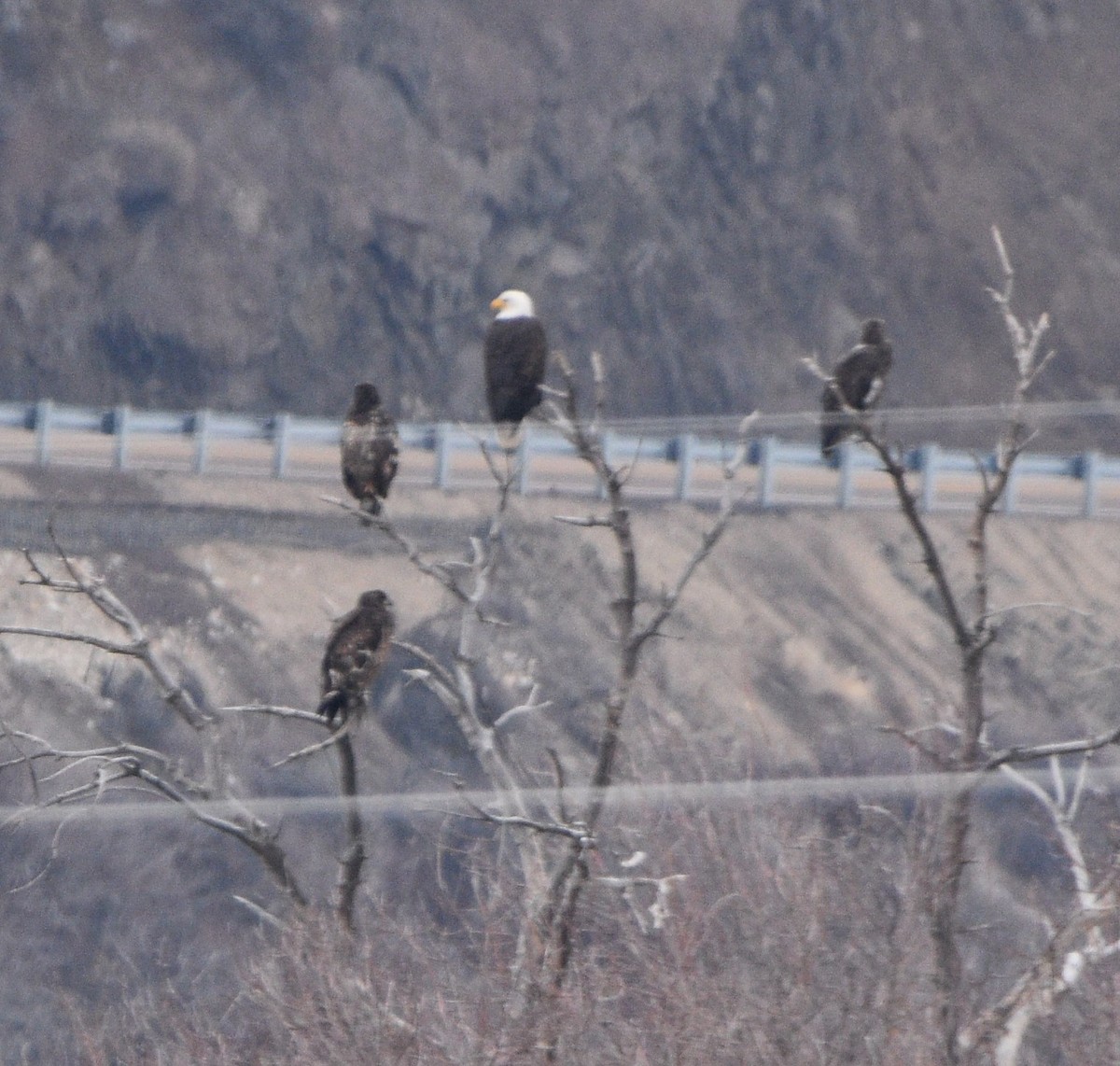 Bald Eagle - ML407301041