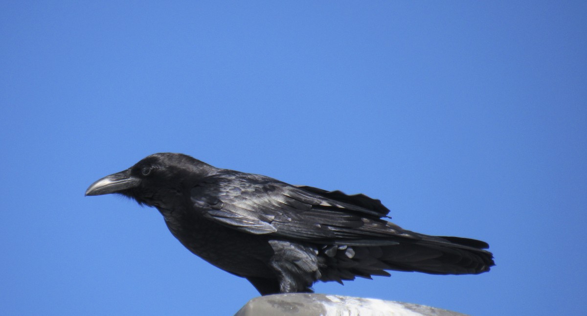 Common Raven - ML407301071