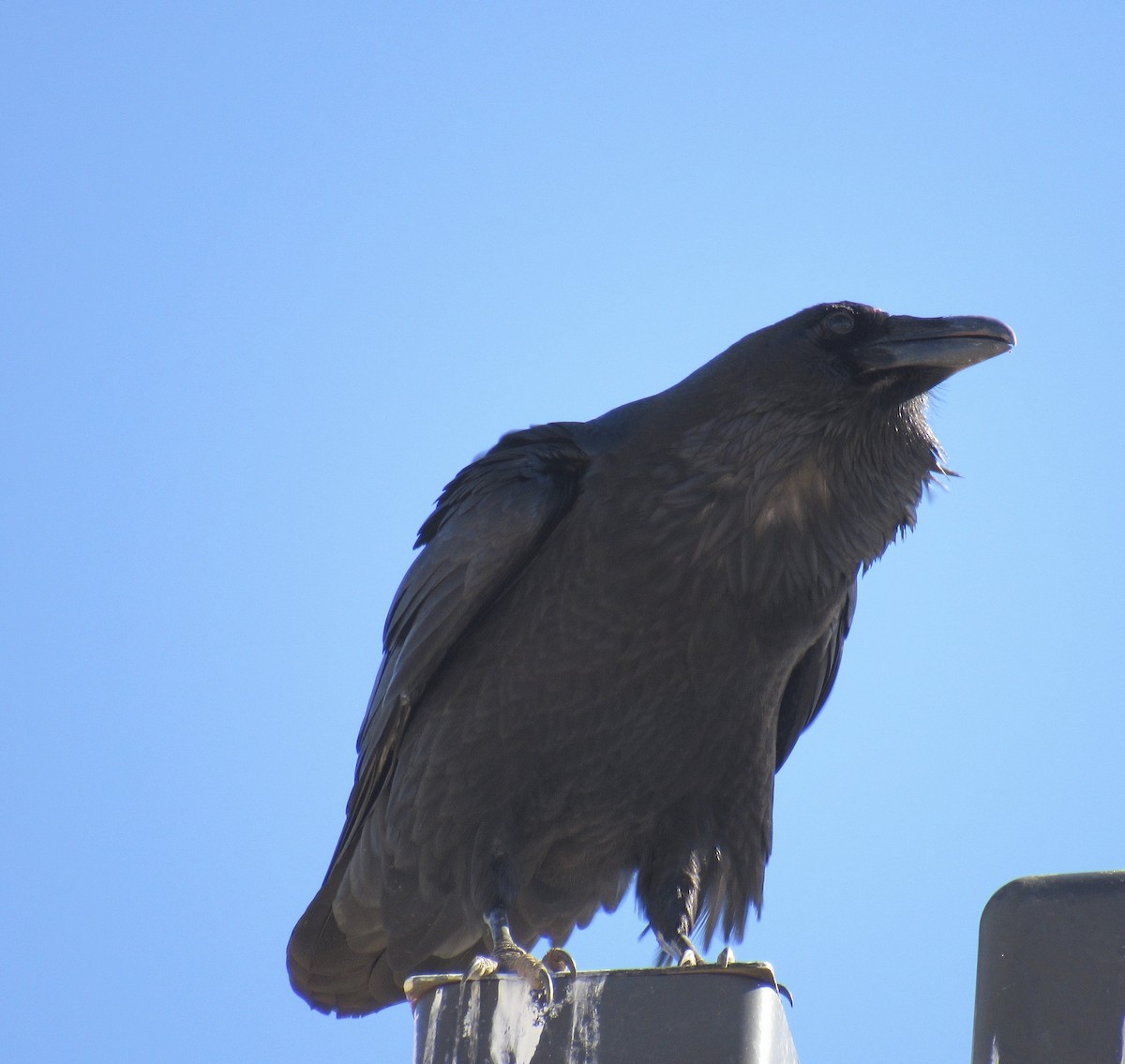 Common Raven - ML407301141