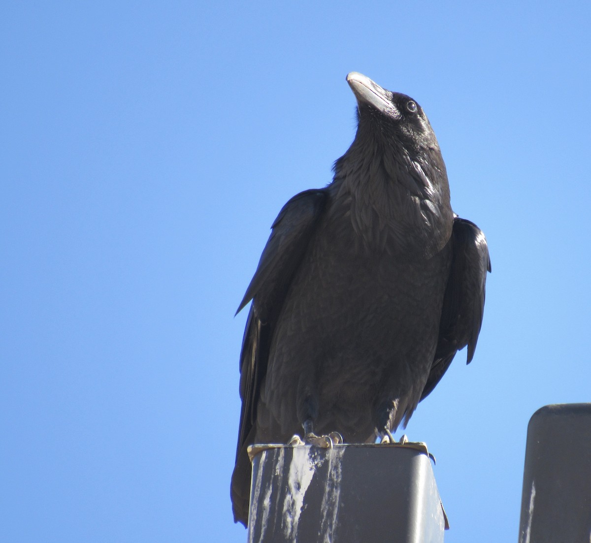 Common Raven - ML407301181