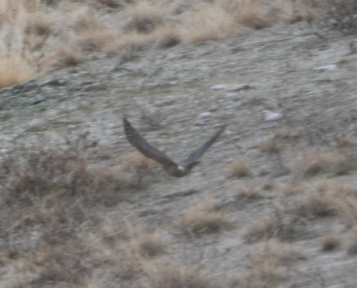 Cooper's Hawk - ML407301401