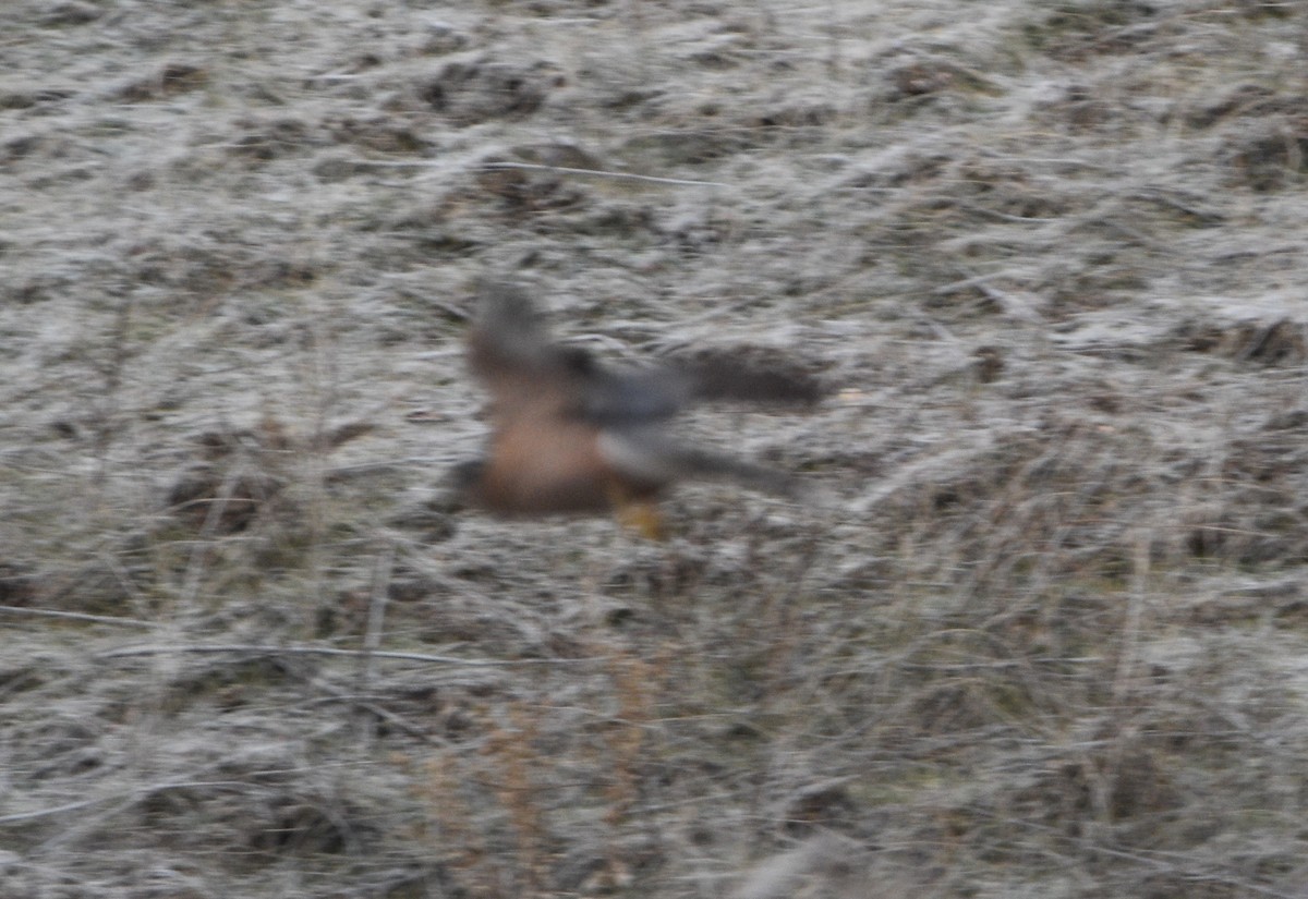 Cooper's Hawk - ML407301421