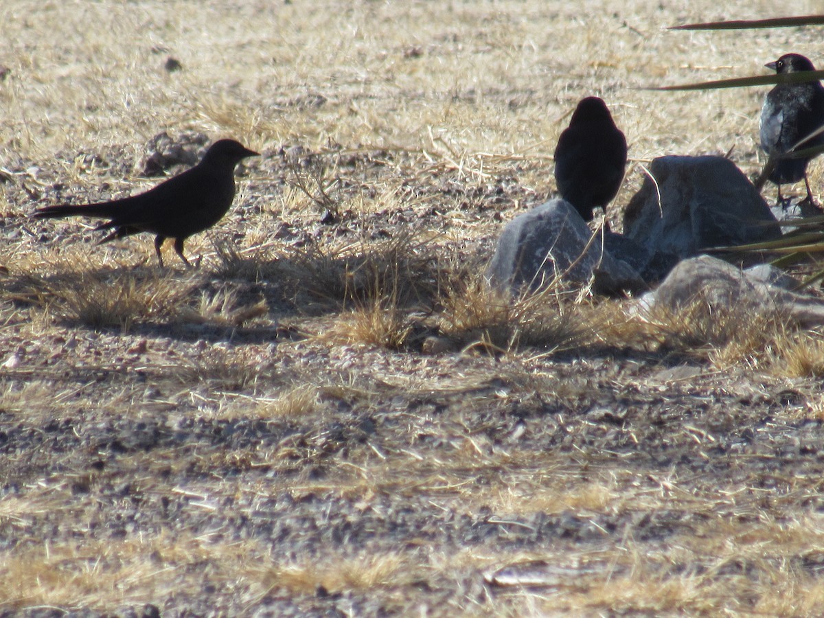 Brewer's Blackbird - ML407301501