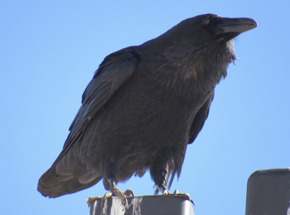 Common Raven - ML407301641