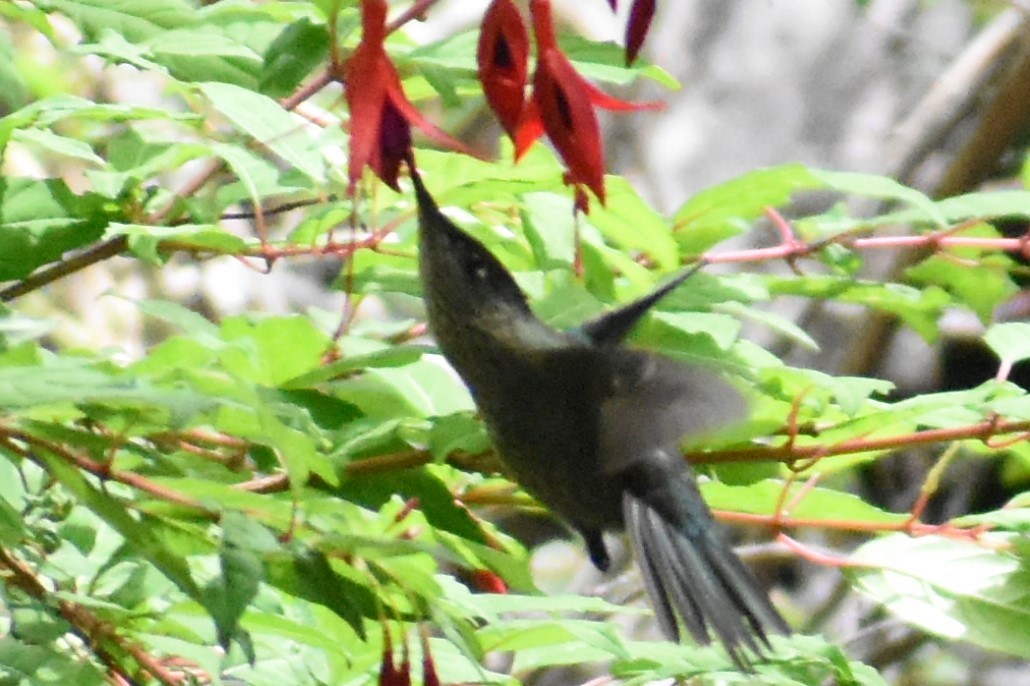 Green-backed Firecrown - ML407302371