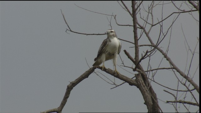 Red-tailed Hawk (Krider's) - ML407303