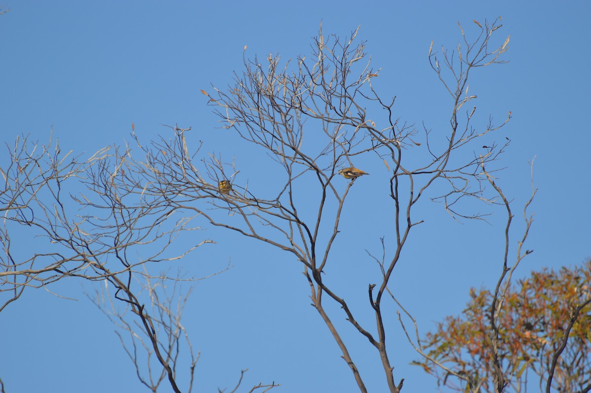 Streifenpanthervogel (substriatus) - ML40730351