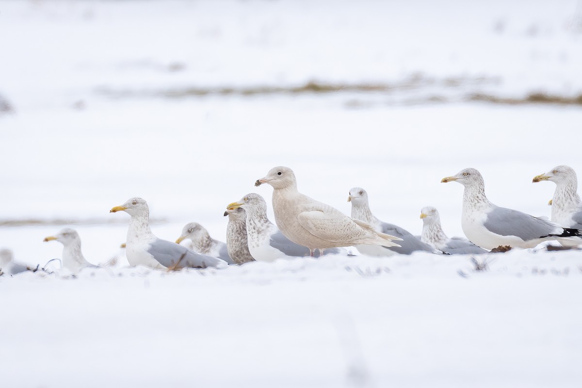 Glaucous Gull - Lyall Bouchard