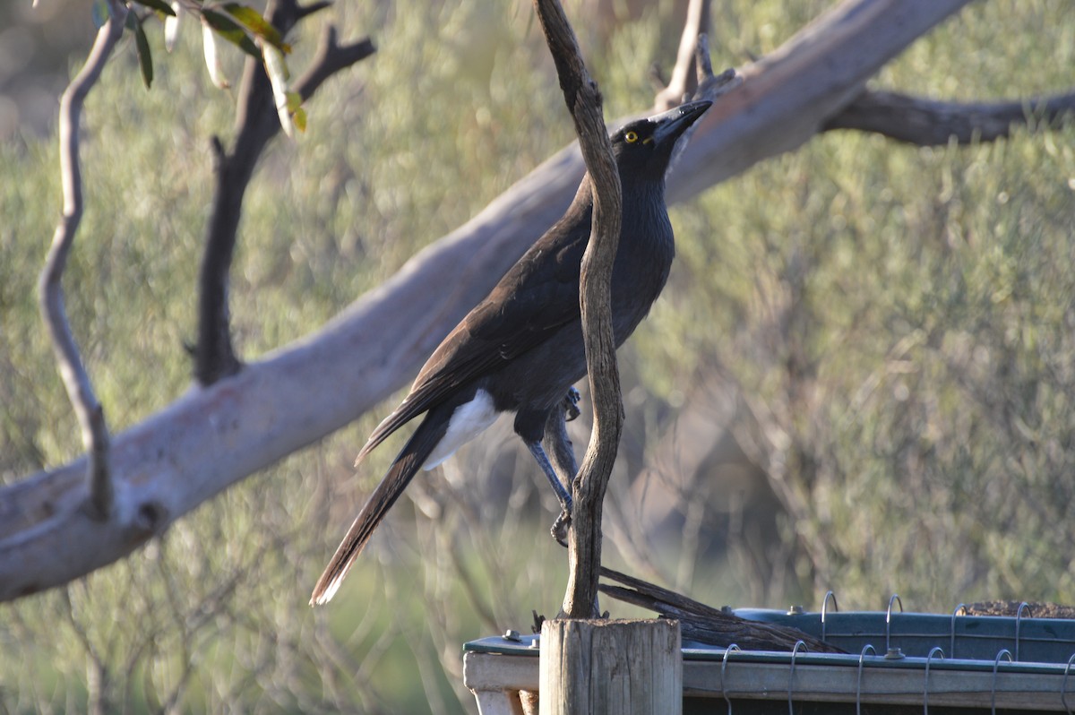 Gray Currawong (Black-winged) - ML40730421